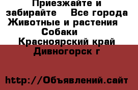 Приезжайте и забирайте. - Все города Животные и растения » Собаки   . Красноярский край,Дивногорск г.